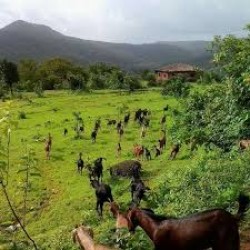 Forest Camping In Mandangadh ( 1D )